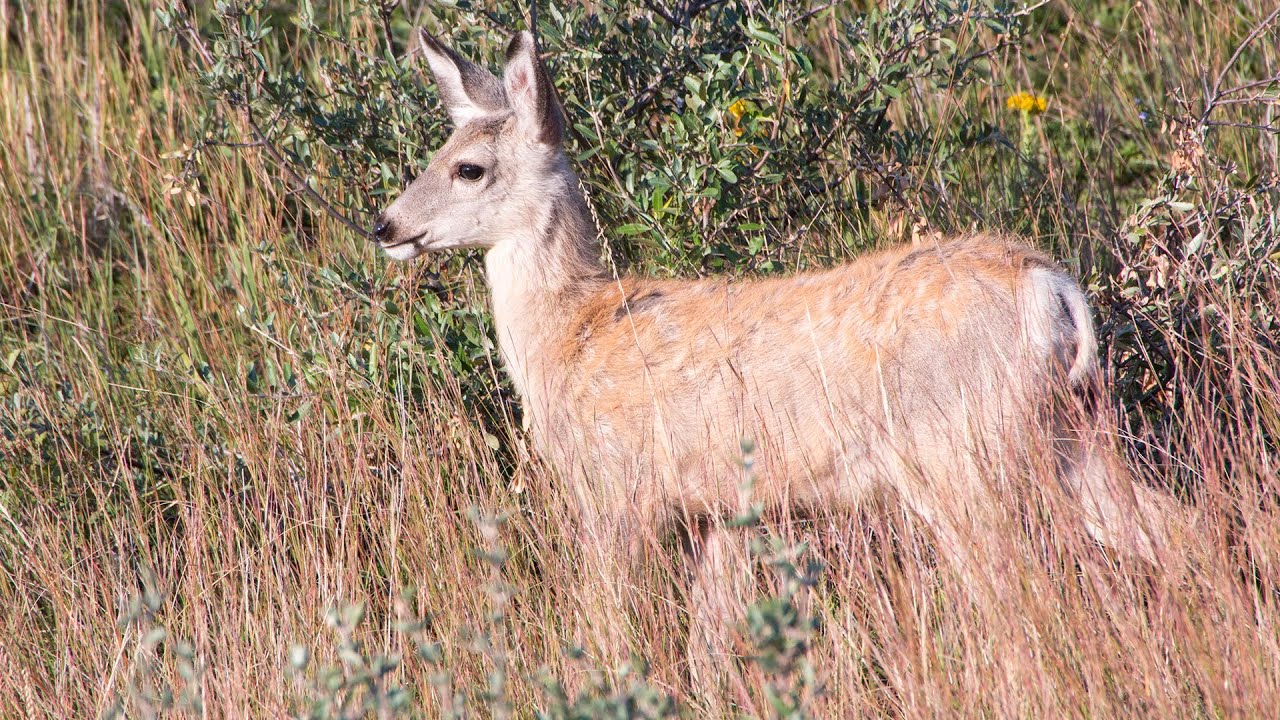 hunting simulator pc Fall Mule Deer Survey - NDGNF