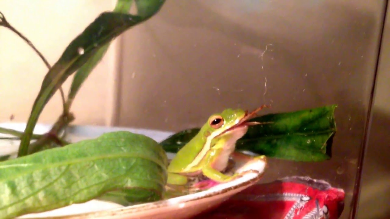 Frog eats cricket YouTube