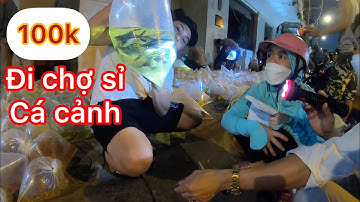 Cầm 100k đi chợ sỉ cá cảnh lớn nhất Sài Gòn - ornamental fish wholesale market