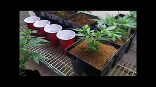 Garden Introduction: Mom, Dad, Babies, and friends...