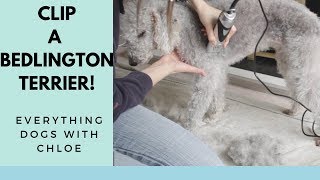 HOW TO GROOM A BEDLINGTON TERRIER  FULL BODY CLIP