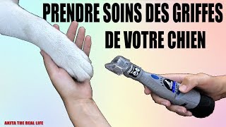 PRENDRE SOIN DES GRIFFES DE VOTRE CHIEN