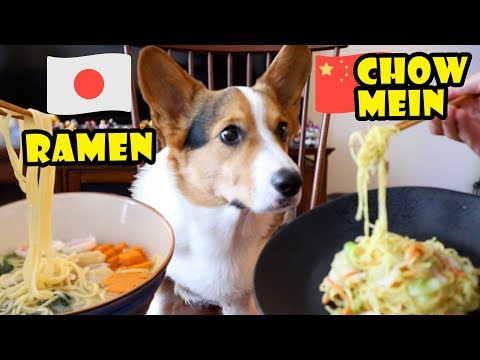 Ramen or Chow Mein? What does the Corgi Dog Like to Eat? || Life After College: Ep. 619
