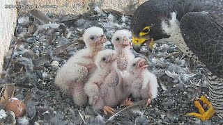 Osaka Peregrine Falcons/20240420/ 8th feeding