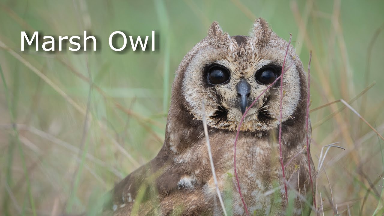 Menzelinsk Tatariston fohishalari Angel Dark pornosini onlayn tomosha qiling