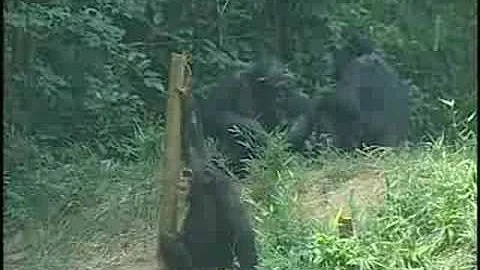 Chimp Research