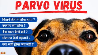 A Comprehensive Guide to Parvo Virus Symptoms, Treatments, and Care' (HINDI) by I LOVE DOGS 115 views 9 months ago 5 minutes, 22 seconds