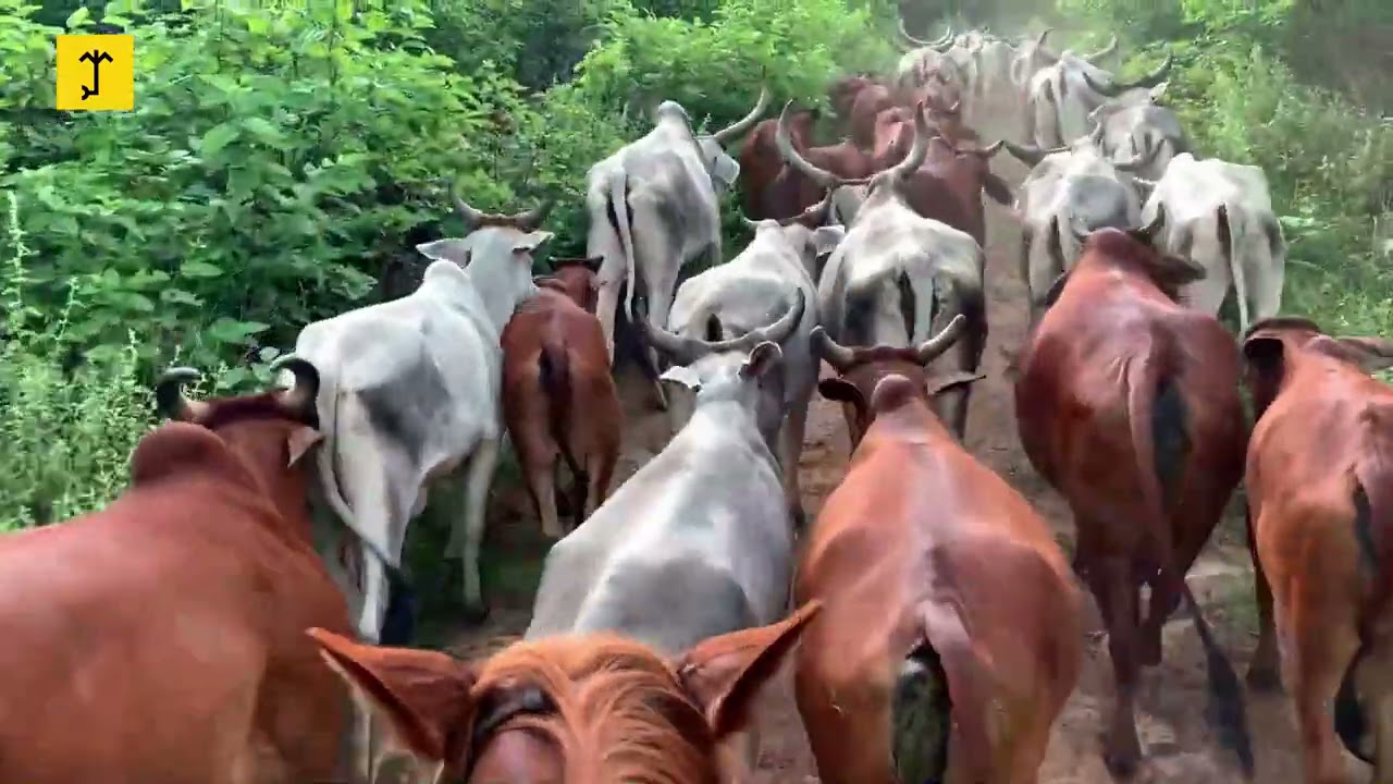 Condução de fêmeas para início da estação de monta