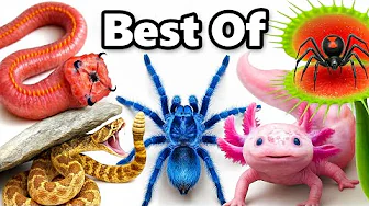 My Best Animal Videos of 2025 (NEW)