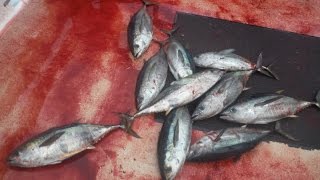 Wide Open Tuna Fishing w/ Shimano Flatfall Jig