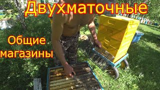 ДВУХМАТОЧНЫЕ! Ставим общие магазины! МЕДОСБОР НАЧИНАЕТСЯ!