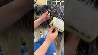 How we groom our husky at home! #doggroomingforbeginners