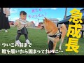 柴犬兄さんを追いかける娘の成長ぶりがすごかった【靴履いても歩けました】