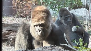 gorilla ハオコとトト Haoko and Toto.【Ueno Zoo】【上野動物園】ゴリラ