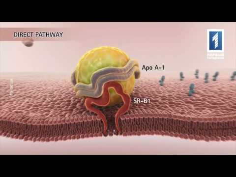 Видео: Новые часы: эпигенетические митотические часы