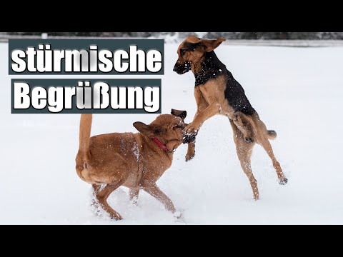 Video: Fragen Sie einen Hundetrainer: Warum reagiert mein Hund nicht das erste Mal?