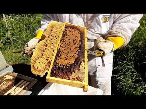 Video: Vinkkejä Aloittelevalle Mehiläishoitajalle