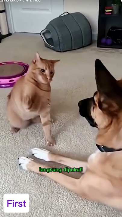 Kucing Jagoan Pukul Anjing, Gak Ada Takutnya! #shorts #feedshorts  #cat #dog
