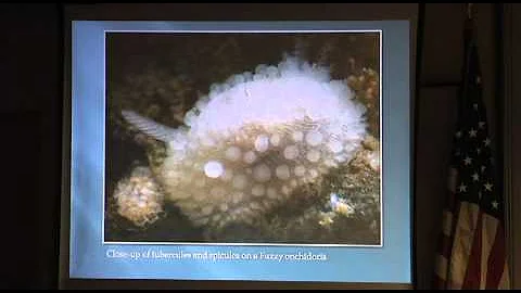 Nudibranchs of the Salish Sea by Karin Miller. Spo...
