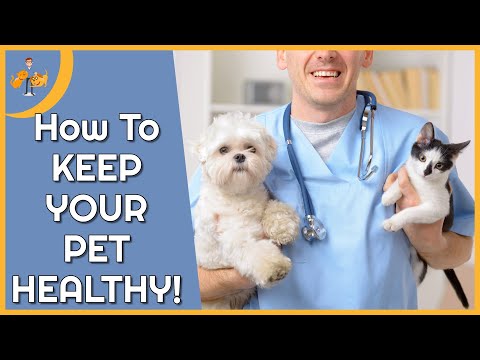 Videó: Hogyan lehet segíteni a Pet Health és Fit