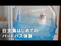 【文鳥水浴び】バードバスデビューするまでの3日間【文鳥と暮らすvol.052】Javasparrow