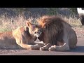 Lions - Love is in the Air