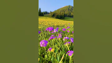 SWITZERLAND | #NATURE | #FLOWERS | AMAZING | RELAXING | #SHORTS | #TIKTOK | SATISFYING VIDEO 💚