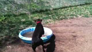 German Shorthaired Pointer Dog Playing in Pool by Zan Sullivan-Wilson 930 views 14 years ago 39 seconds