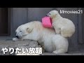 Polar Bears are playing自由過ぎるこぐまリラ ララを踏み台に