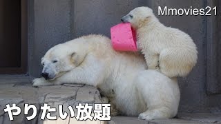 Polar Bears are playing自由過ぎるこぐまリラ ララを踏み台に