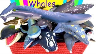 Awesome Sea Animals  Orca, Blue Whale, Grey Whale, Sperm Whale, Humpback Whale, Killer Whale 13+