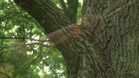 Professional High Limb Rope Chainsaw  48in.