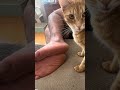 Cat Bites Sleeping Man for Treats 😼