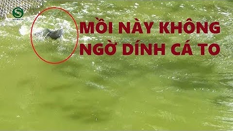 Câu cá lóc, cá trê bằng mồi mới, dính cá cối | thưởng thức cá lóc nướng rơm | Fishing