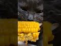 fannycat and corn #cat #short #shortvideo