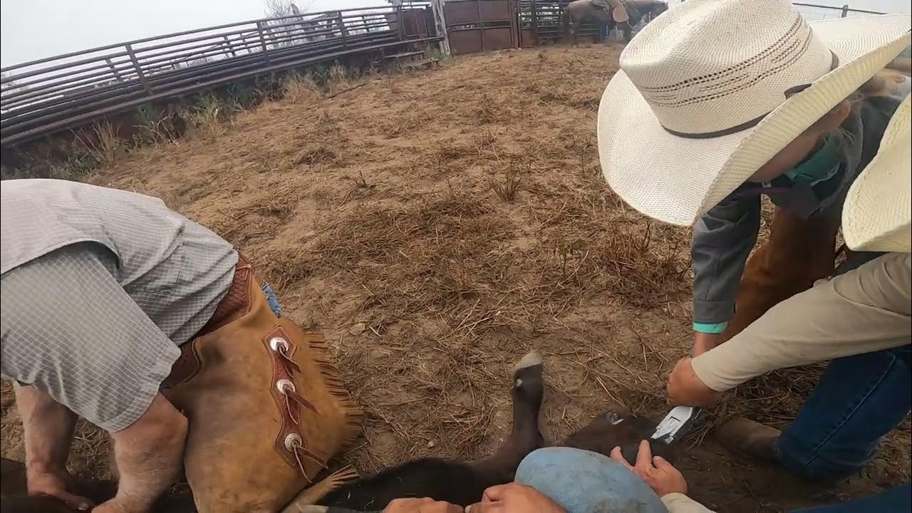 Working and Branding Calves Chaparrosa Ranch April 2021 Part 2 YouTube