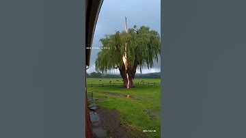 Lightning Strike Hits Tree! ⚡🌲 Caught On Camera#LightningStrike #CaughtOnCamera #TreeStrike
