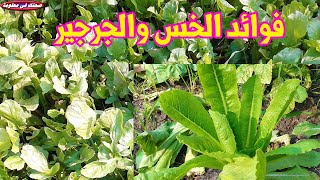 هل تعلم ان فى الجرجير والخس فوائد لا تحصى الخس والجرجير للحامل ؟؟