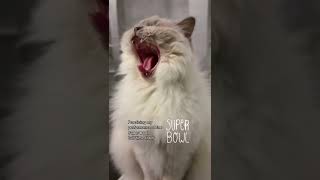 Practicing For Super Bowl Half Time Show