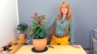 видео: Формирование фикуса каучуконосного (ч.11). картинка: Формирование фикуса каучуконосного (ч.11).