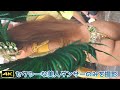 【2024三茶サンバフェスティバル】きれいなダンサーさんのみを撮影！【4K】【sambacarnival】
