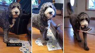 Houdini the talking dog. Fluent Pet buttons #dog #fluentpet #dogvideos #talkingdog #fyp #cutedog