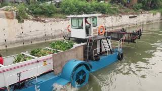 MMDA Water Hyacinth Removal
