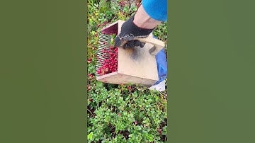 Thumbnail of How to pick berries with a manual device #harvesting #lingonberry #cranberries