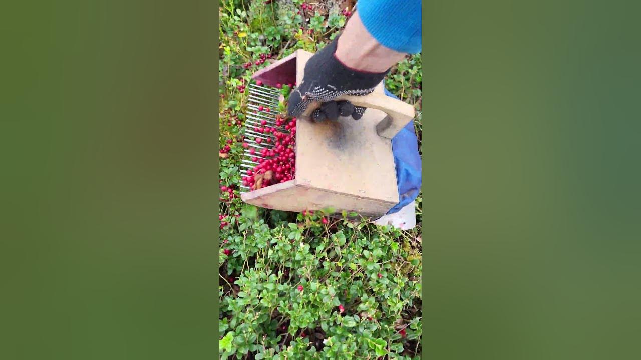 How to pick berries with a manual device #harvesting #lingonberry #cranberries