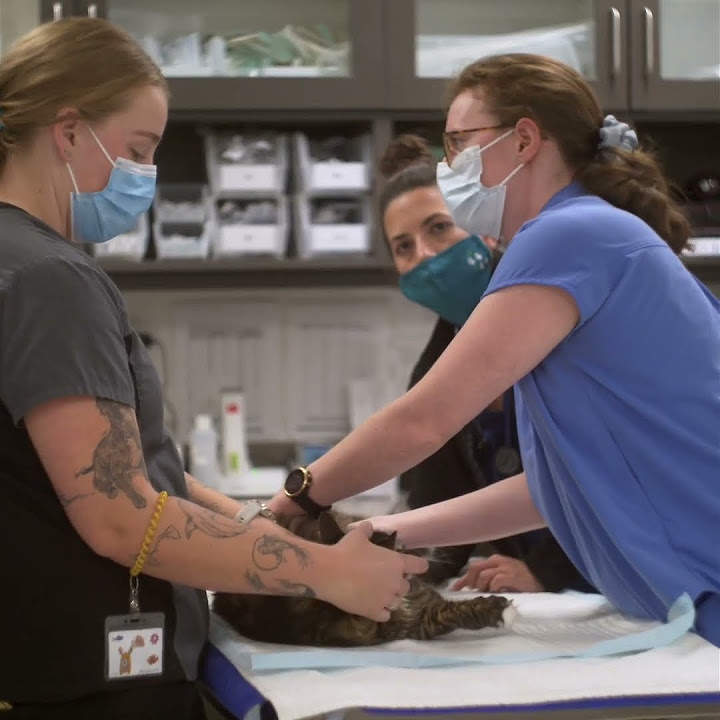 Mountainside 24 Hour Animal Emergency Hospital 2022 Year In Review mountainside-24-hour-animal-emergency-hospital-2022-year-in-review