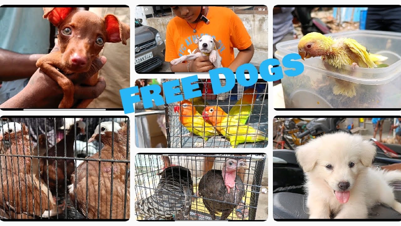Chennai Broadway Pet Market Latest 2021 Part 2 Free Dogs Adoption