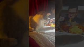 IMG 6596 GIMMIE SOME NOODLES ! 🍜😆🐈❤️