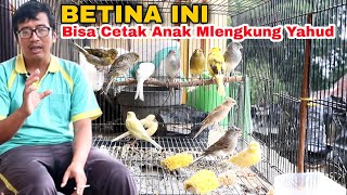 Jodoh Yang Tepat untuk Kenari Sf ( Kenari Scotch Fancy ) supaya anaknya Ekstrim