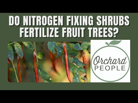 Do NITROGEN FIXING SHRUBS and Trees Supply FREE FERTILIZER to Fruit Trees? 🌳 Orchard People